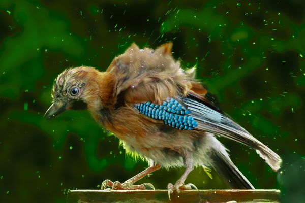 Brrrhhh der Regen, Eichelhäher