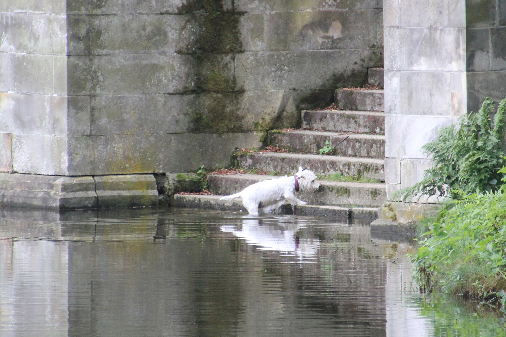 Brrrr Das Wasser Ist Ja Heute So Kalt Nichts Wie Raus Foto Bild Tiere Haustiere Hunde Bilder Auf Fotocommunity