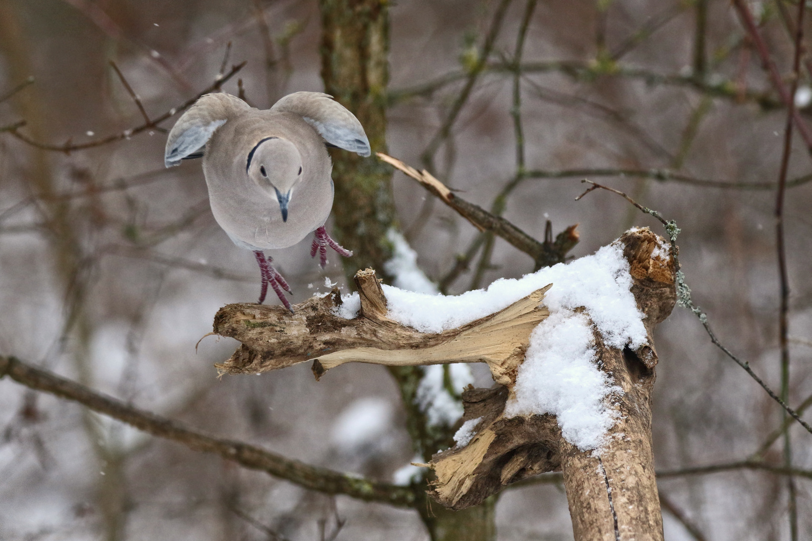 "Brrrr ... Kalte Füße ..... Kalteeee Füßeee"