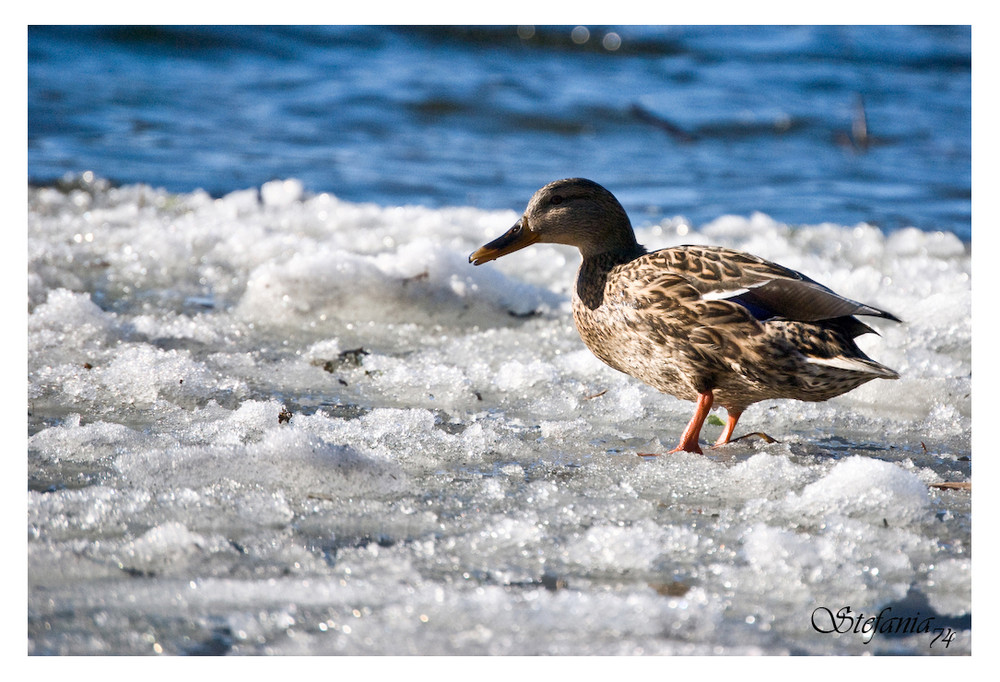 ... Brrrrrr che freddo ...