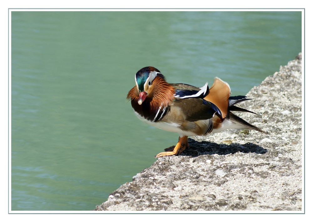 BRRRRRR....... IL FAIT UN FROID DE CANARD, j'hésite ....!!!!!!!!!