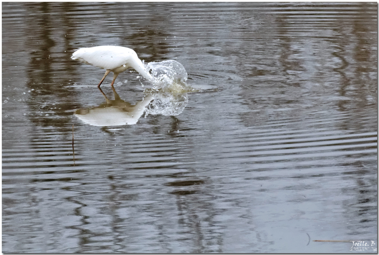 Brrrrrrr !..glouglou..grrr ! je l'ai !!  glou et glou !!:-))