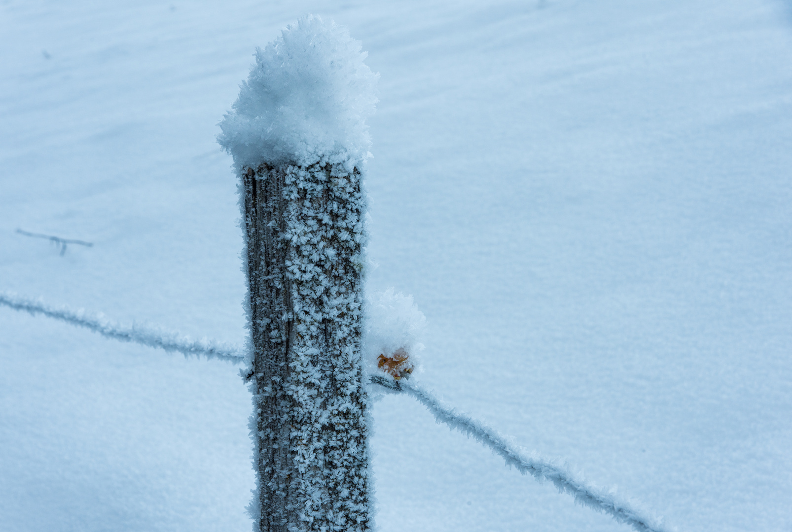 Brrrrrrrrrrr- frisch aus dem Nebel