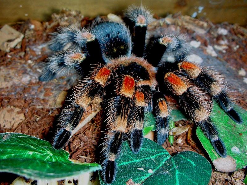 Br.Smithi