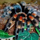 Br.Smithi