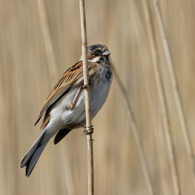 Bruand des Roseaux 1