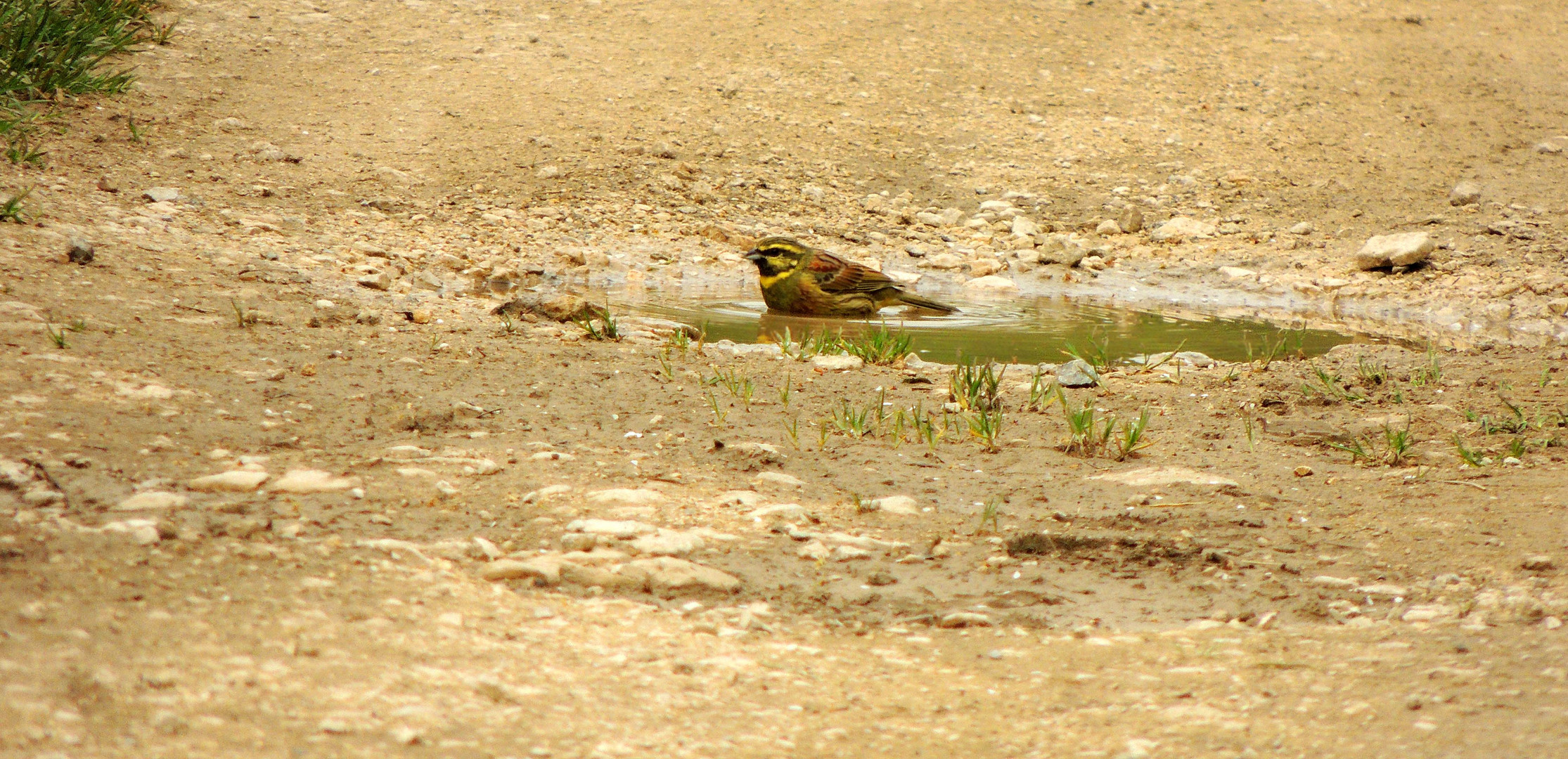 Bruand zizi (Emberiza cirlus)