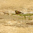 Bruand zizi (Emberiza cirlus)