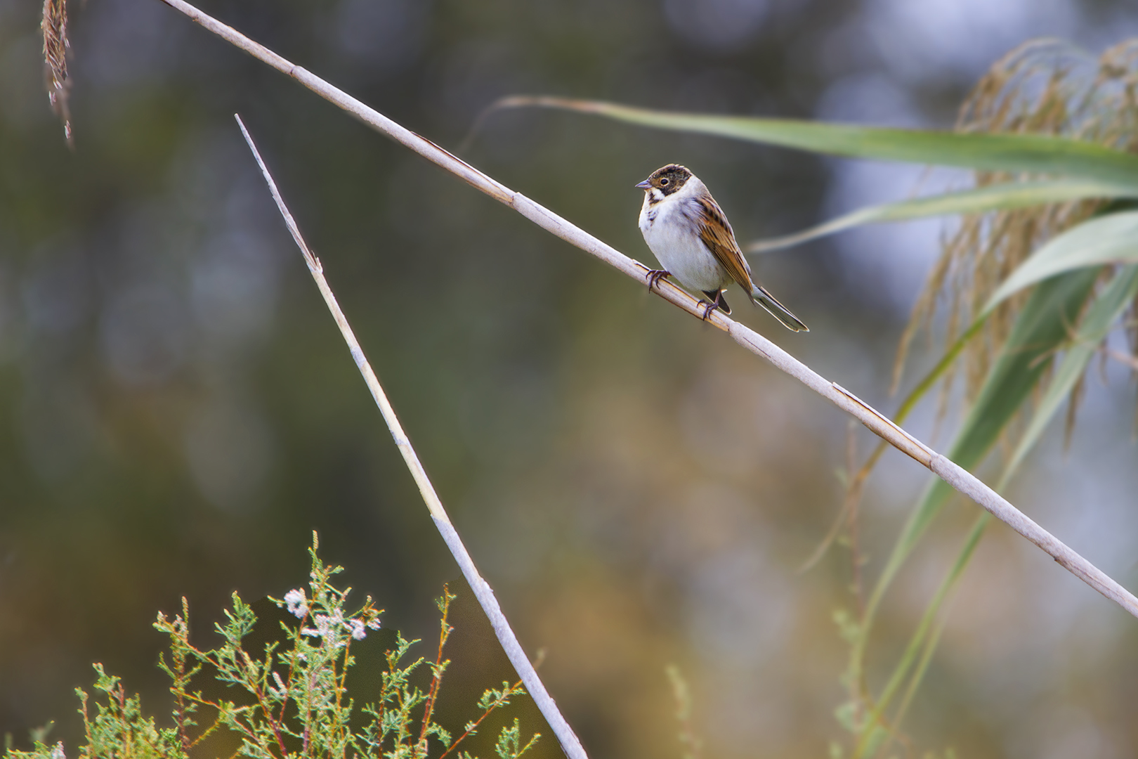 Bruant des roseaux