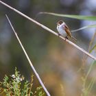 Bruant des roseaux