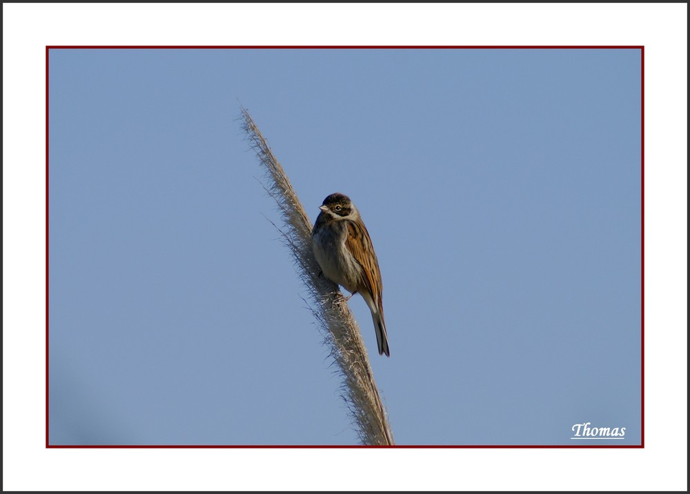 Bruant des roseaux