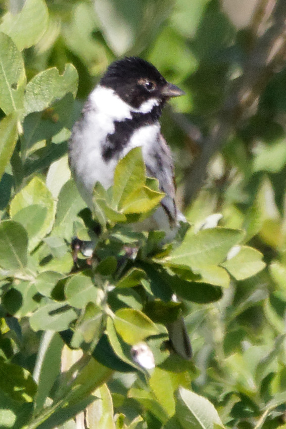 Bruant des Roseaux Mâle  