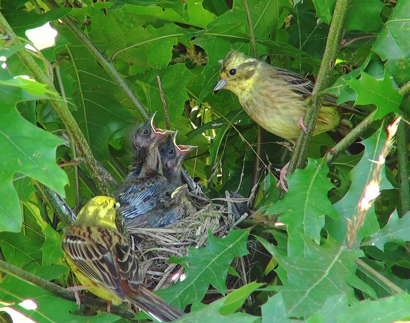 Bruant en famille