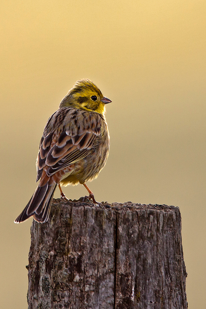 Bruant jaune