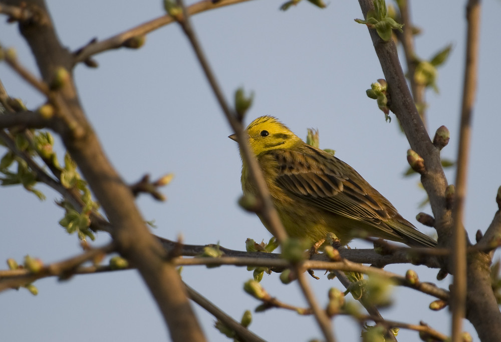 Bruant jaune