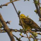 Bruant jaune