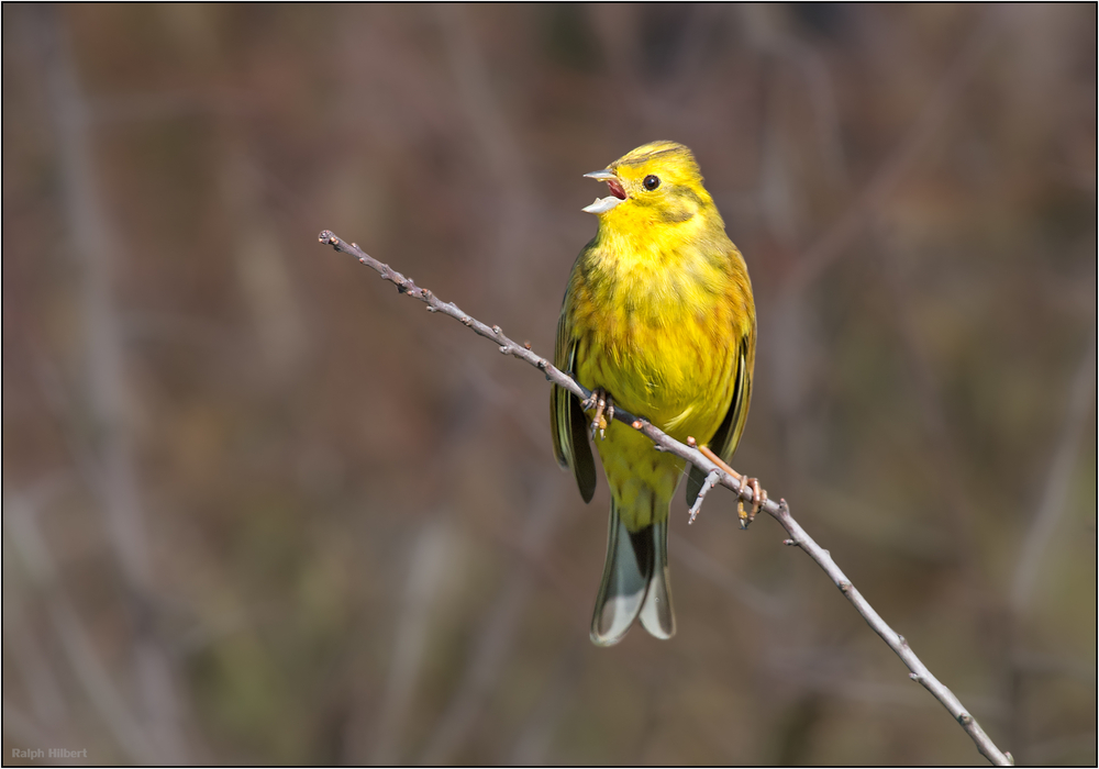 Bruant jaune