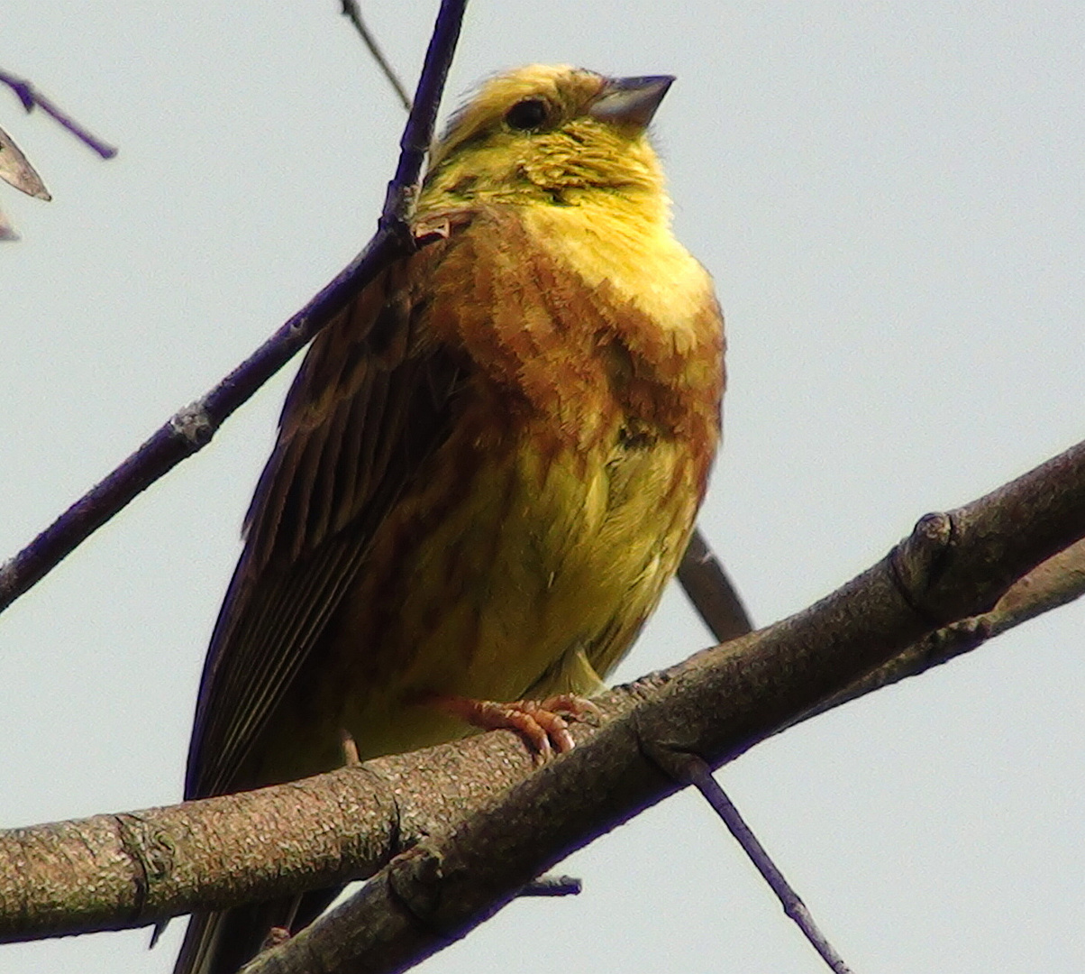 bruant jaune