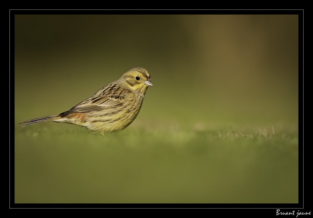 Bruant jaune......