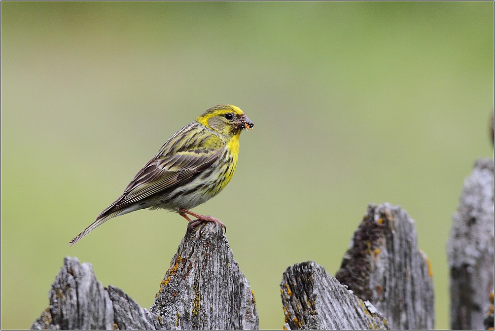 Bruant Jaune