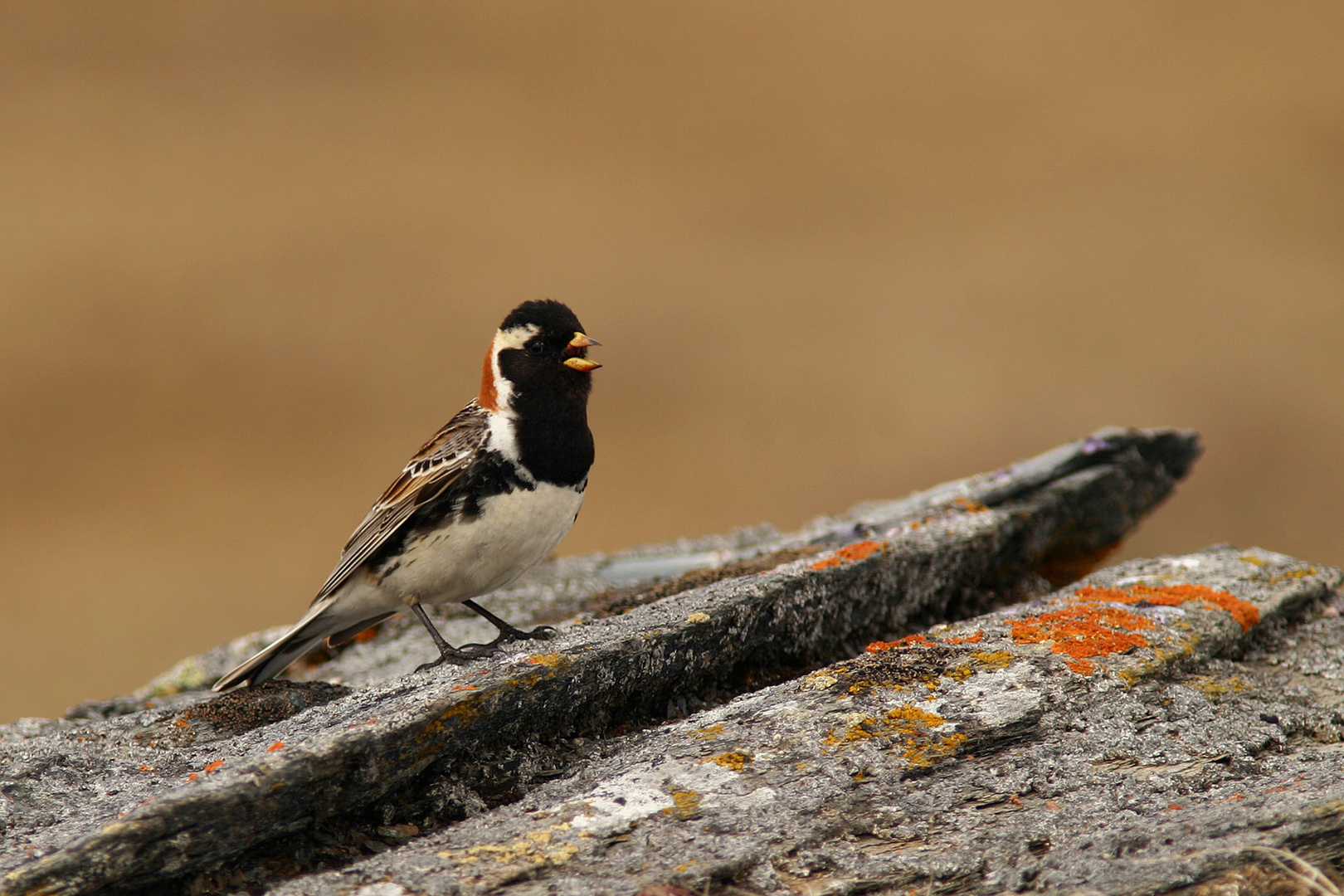 Bruant Lapon en plumage nuptial