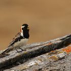 Bruant Lapon en plumage nuptial