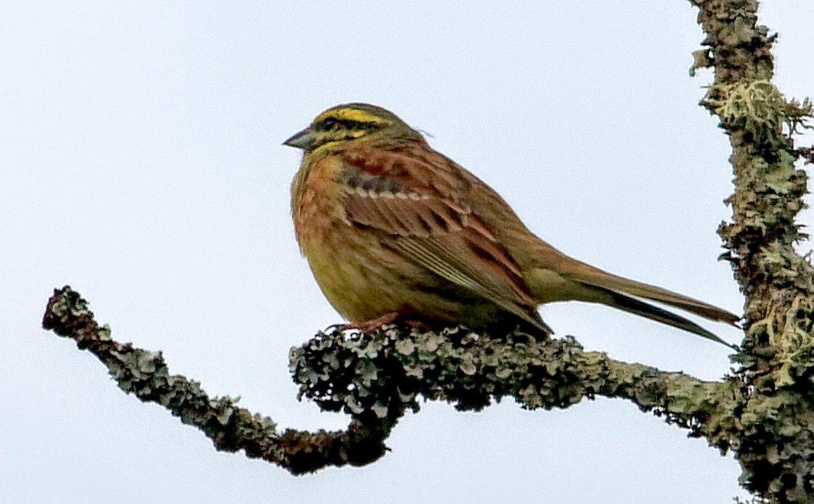 BRUANT ZIZI photo et image animaux,