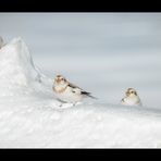 Bruants des neiges