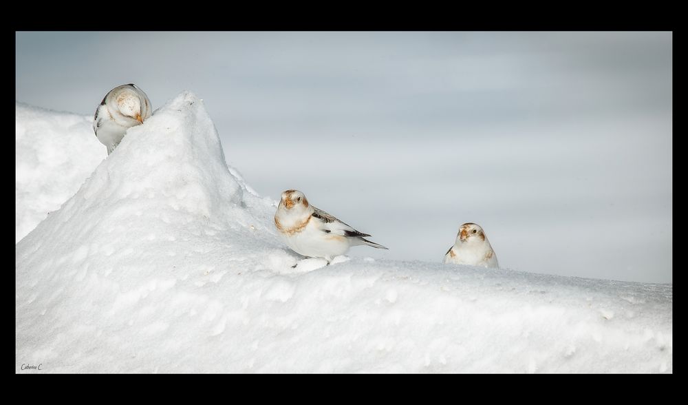 Bruants des neiges