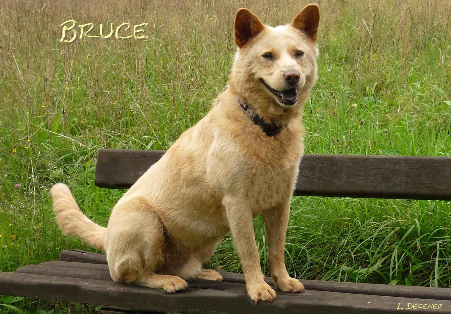 Bruce