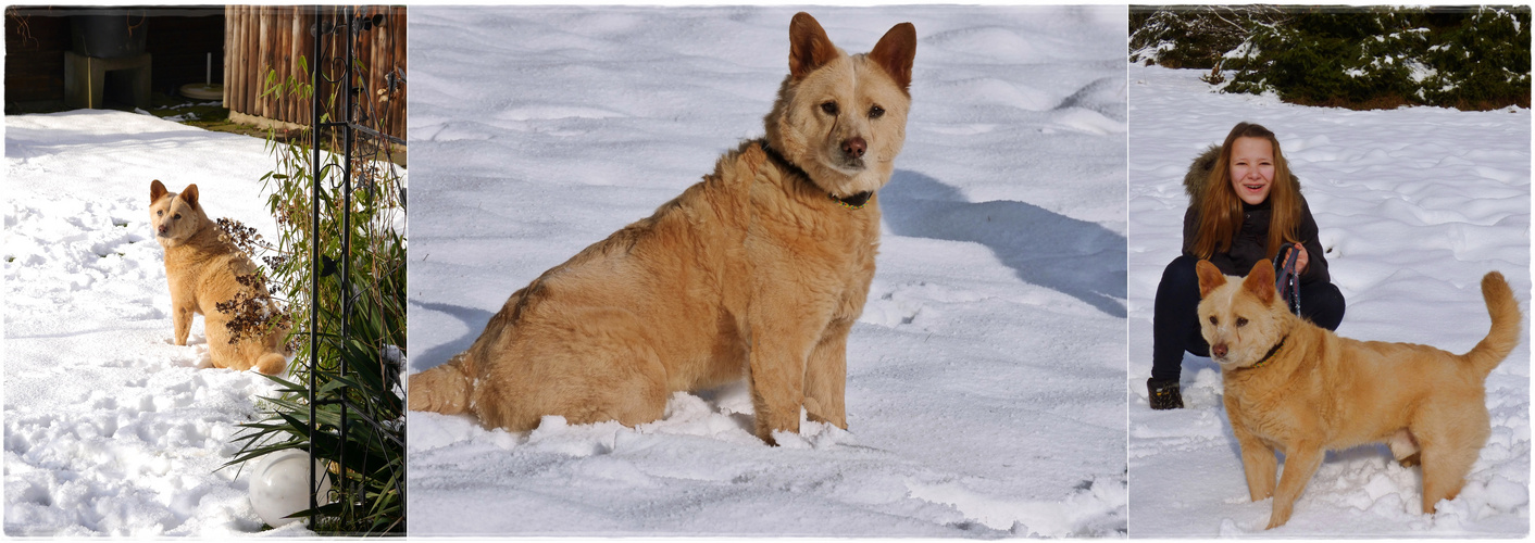 Bruce im Schnee