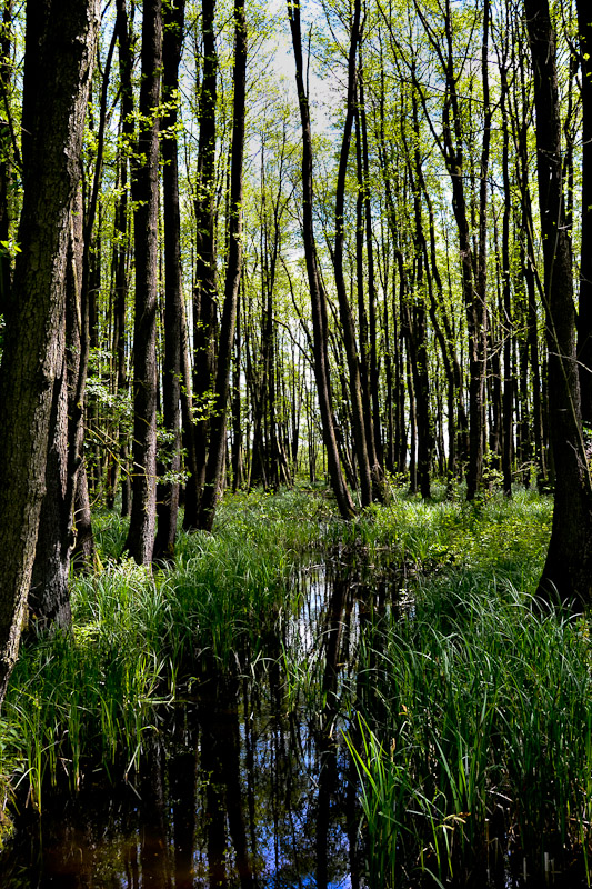 Bruch am Ivenacker See