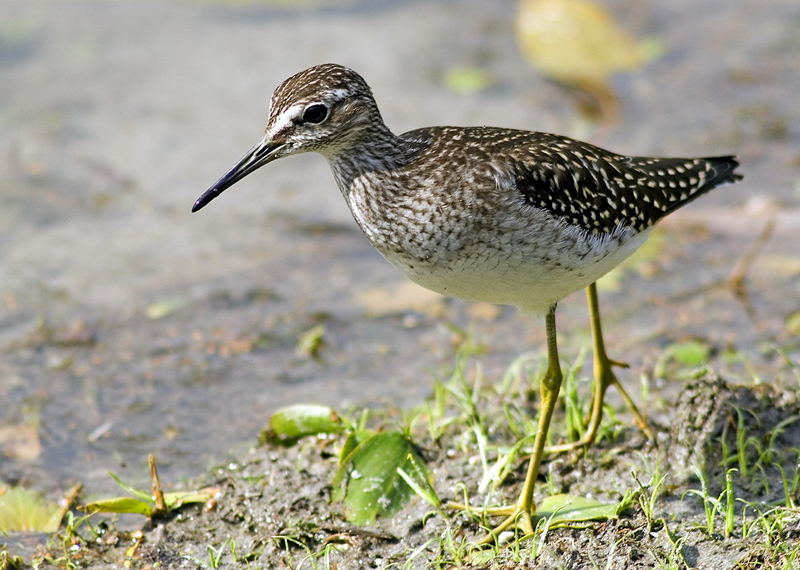 Bruch-wasserläufer