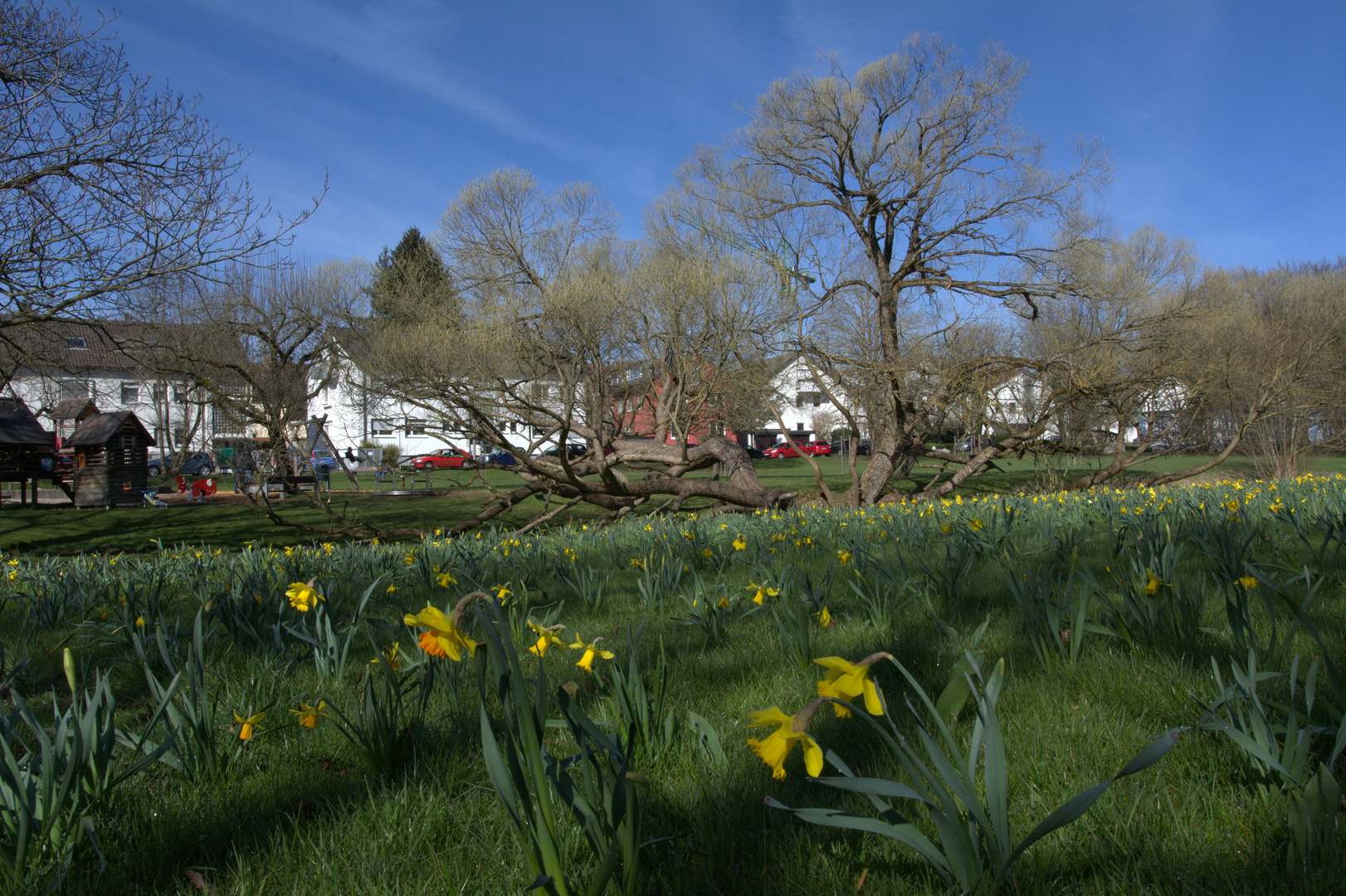 Bruch-Weide im Frühling (Sindelfingen)