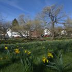 Bruch-Weide im Frühling (Sindelfingen)