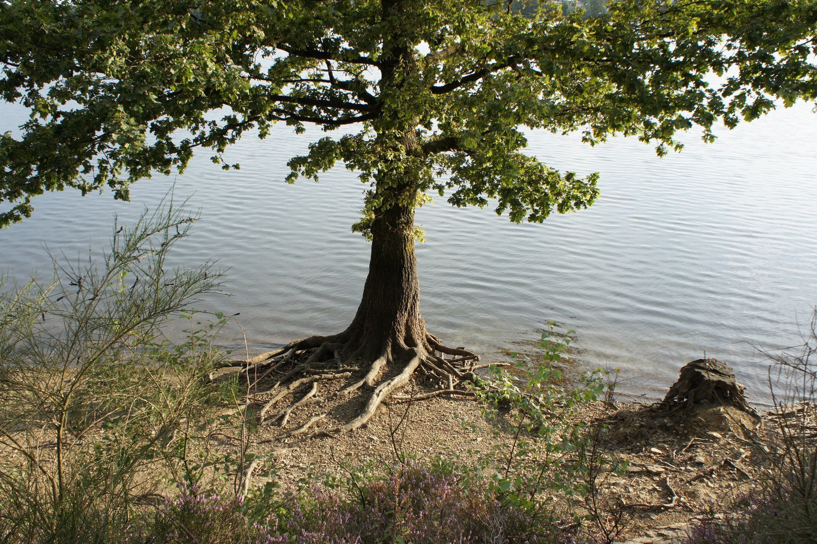 Brucher Talsperre nahe Marienheide