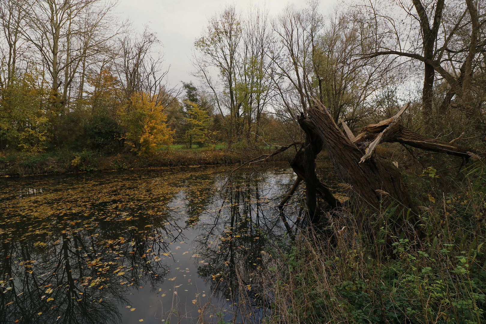 Bruchholz am Fluss