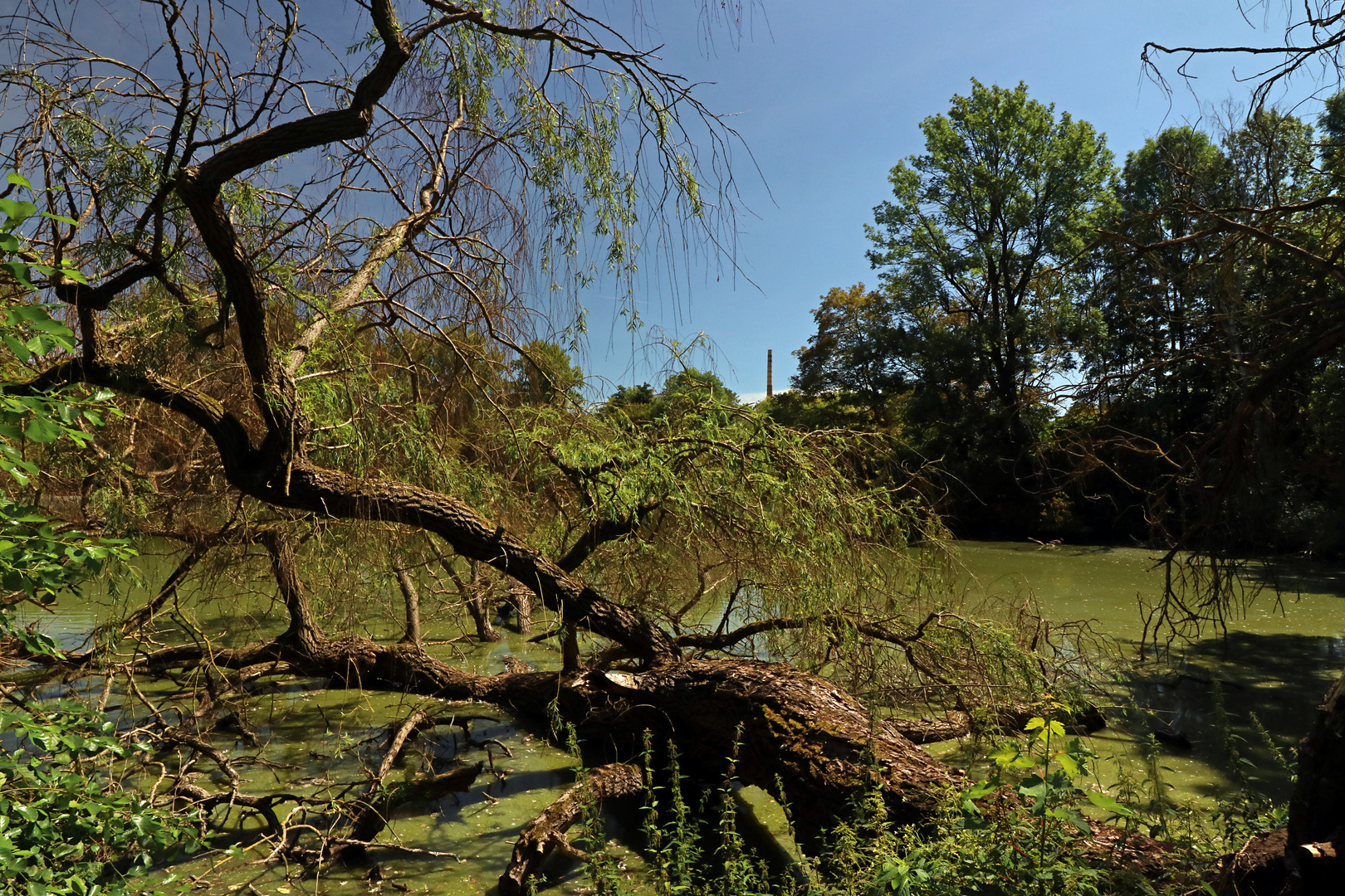 Bruchholz am Südteich