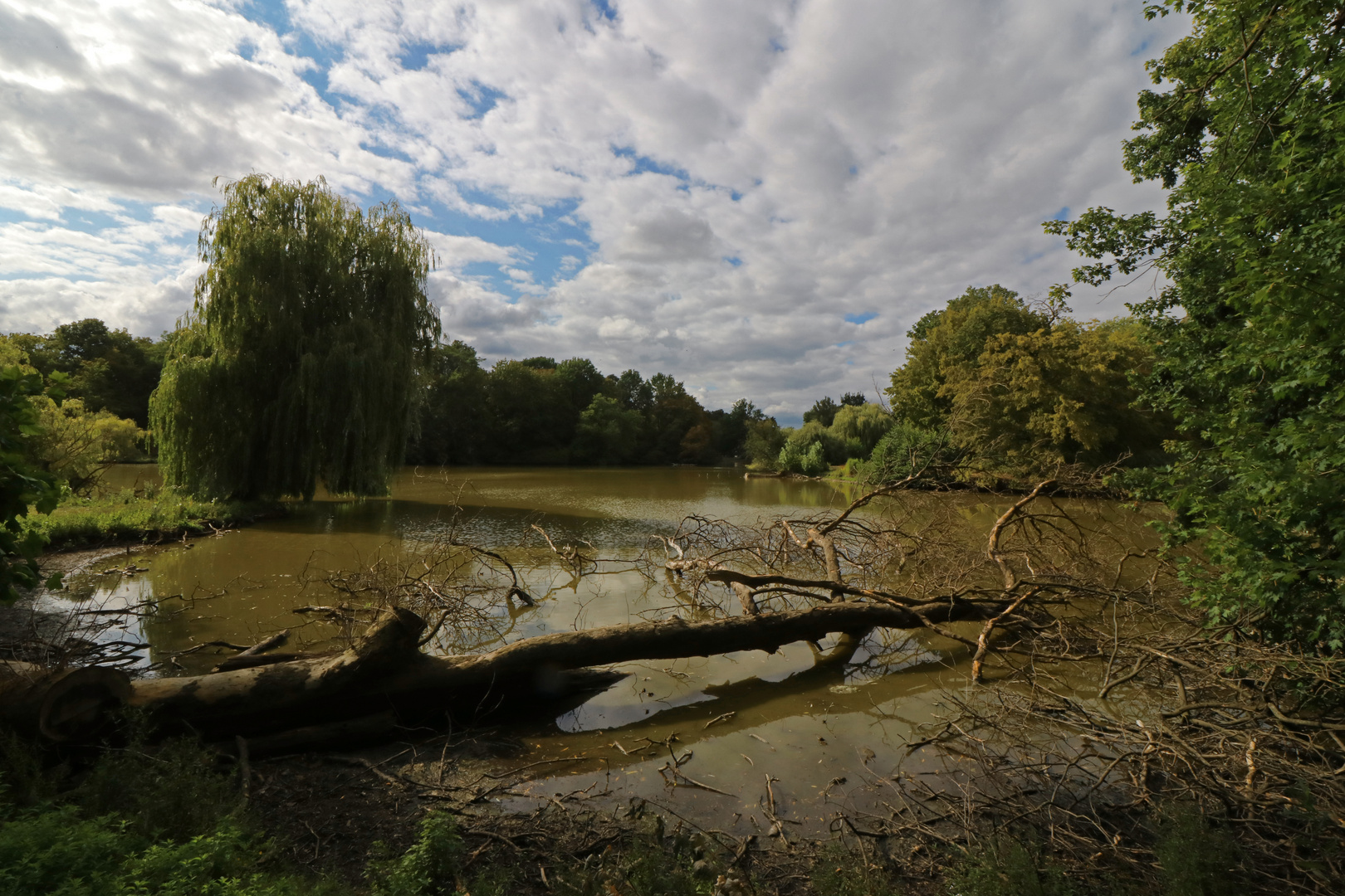 Bruchholz am Teich