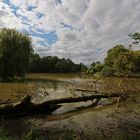 Bruchholz am Teich