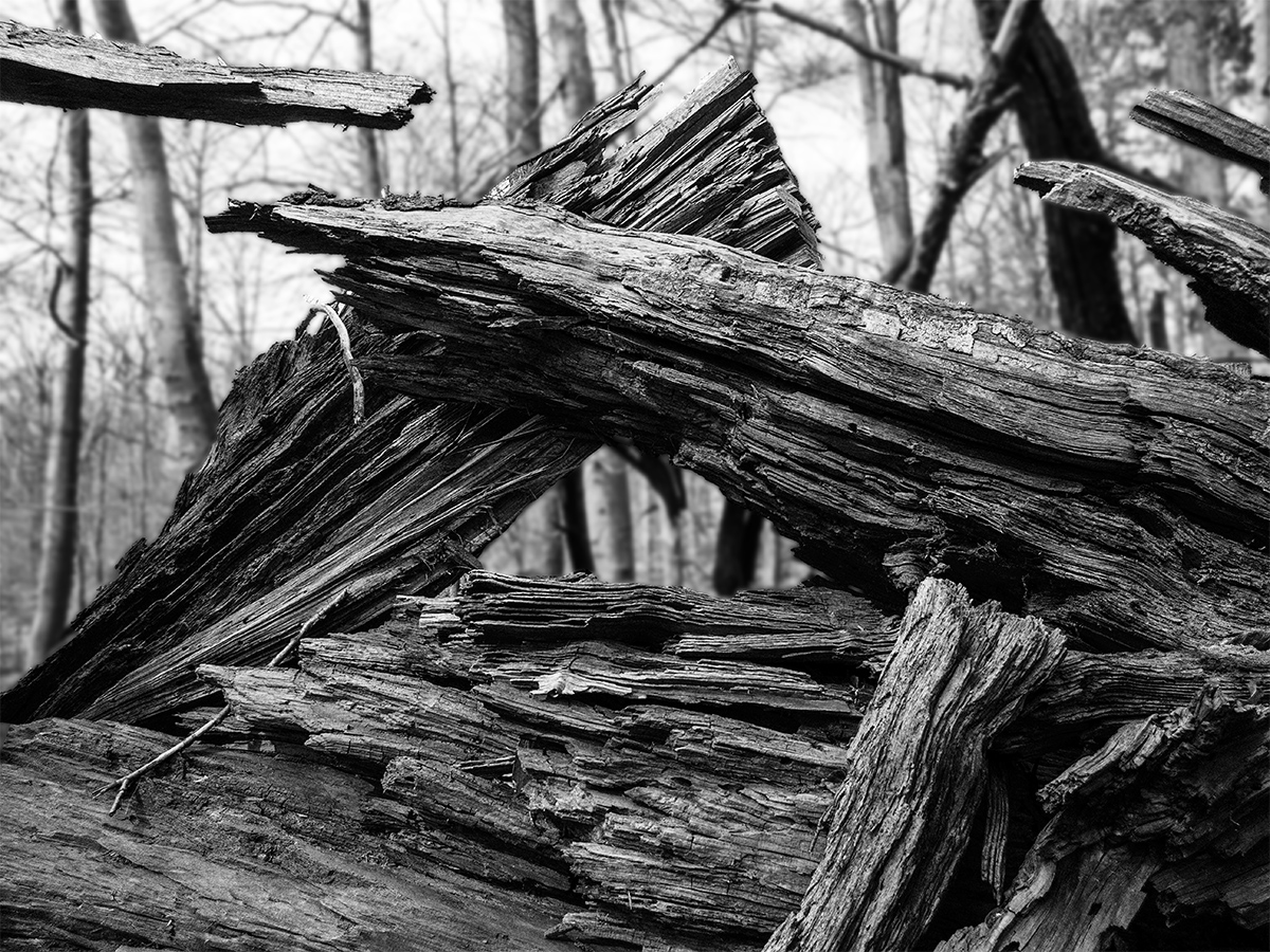 Bruchholz Foto & Bild wald, bäume, sw Bilder auf