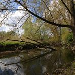 Bruchholz im alten Flussbett