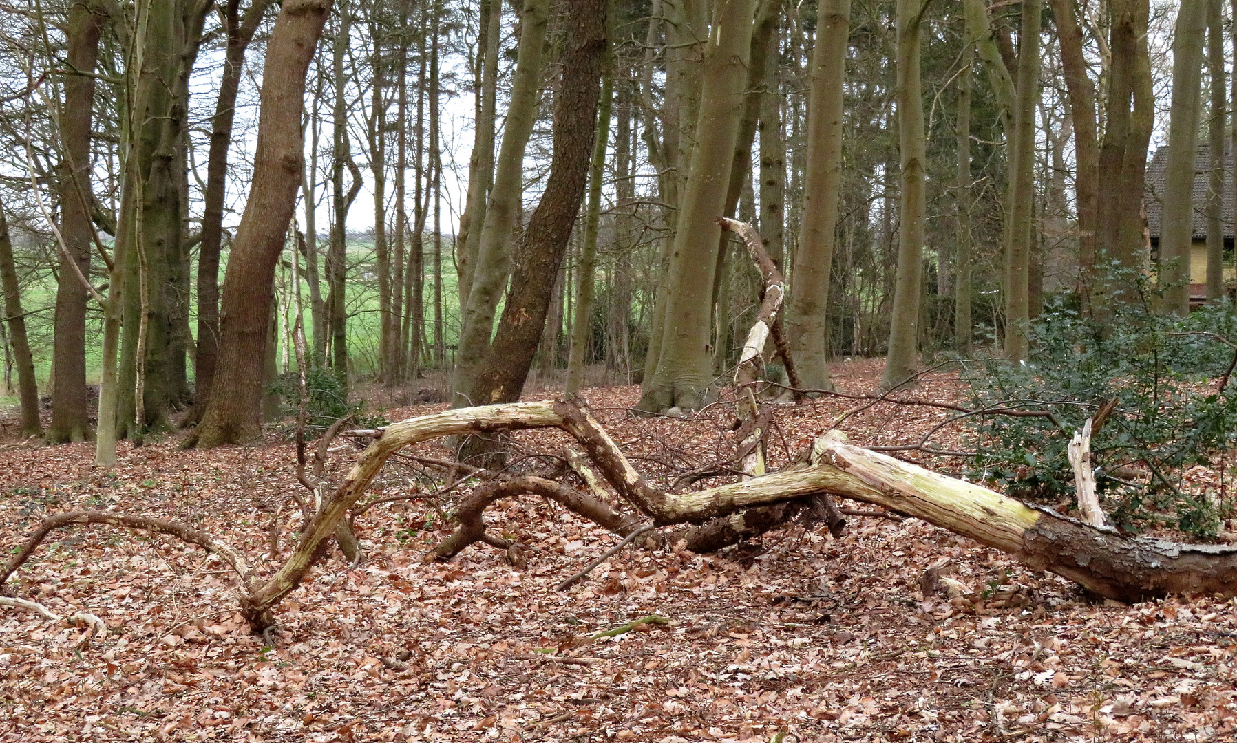 Bruchholz im kleinen Wald ... 