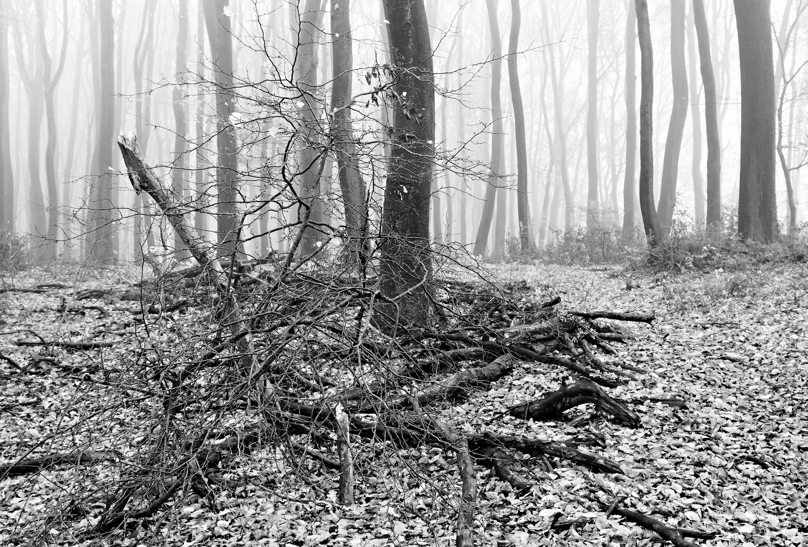 Bruchholz und Zweige im Nebelwald
