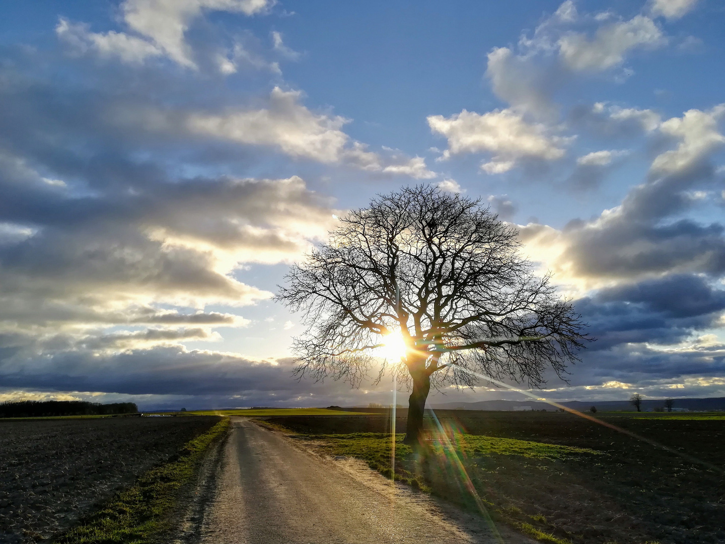 Bruchköbel - An der Landwehr - Walnußbaum