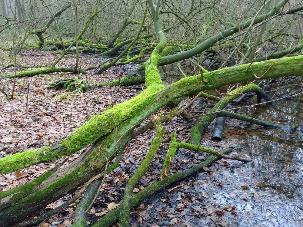 Bruchlandschaft am Niederrhein