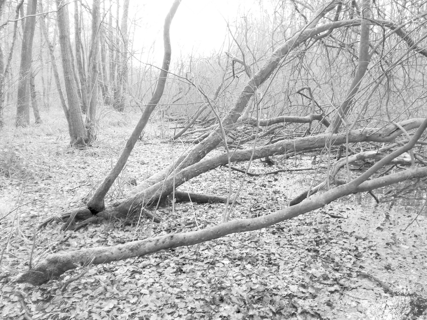 Bruchlandschaft am Niederrhein