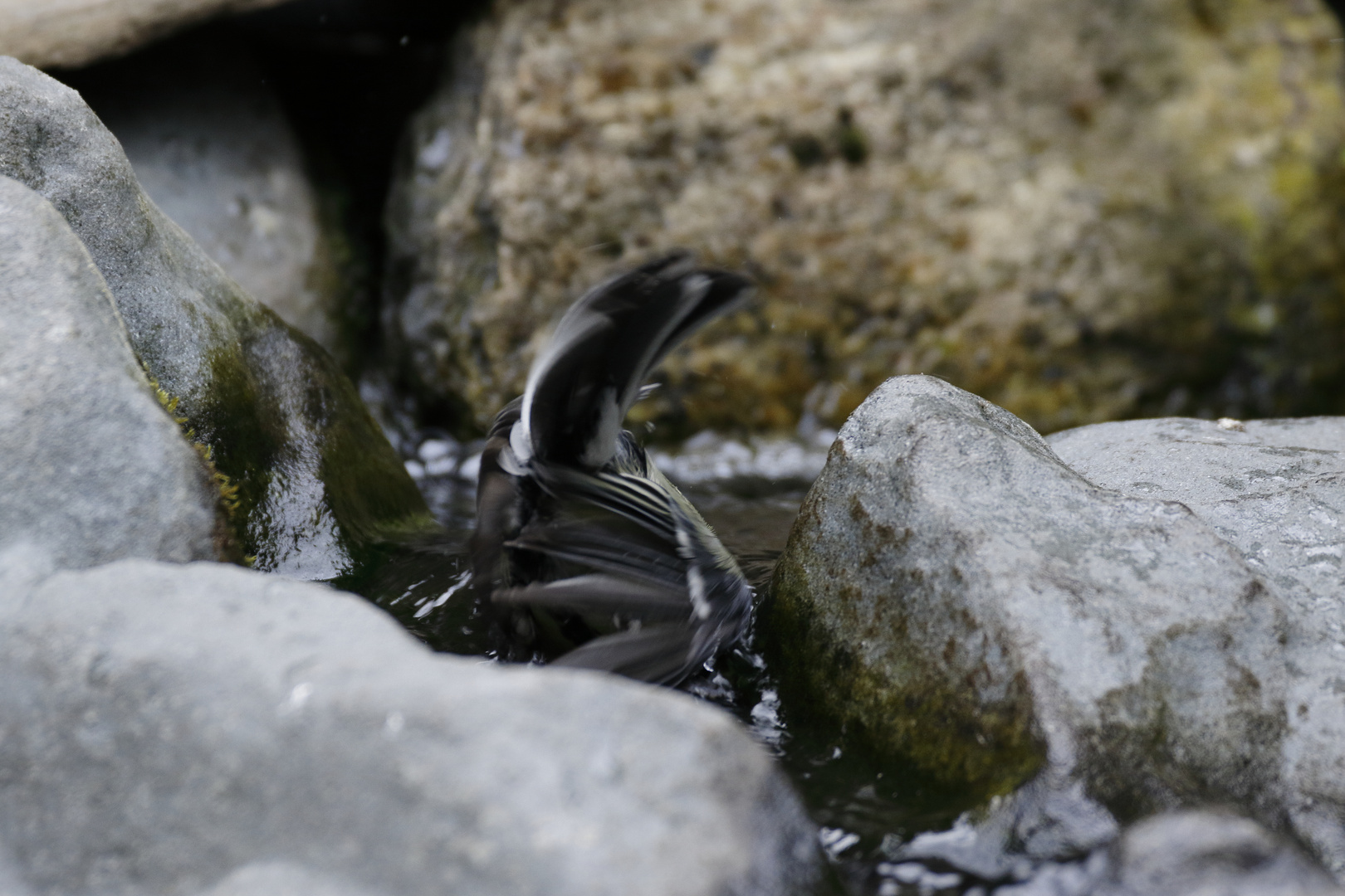 Bruchlandung Kohlmeise (Parus major ad.)