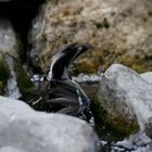 Bruchlandung Kohlmeise (Parus major ad.)