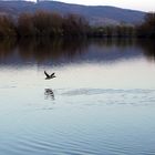 Bruchsee bei Heppenheim